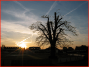 The last weeks of the old lime tree at Canterbury, England.