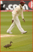 Shivnarine Chanderpaul & friend, 4th Test, Chester-le-Street, England.