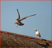 A bail stealing Gull stops play, Canterbury, England.