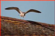 Seagul stops play by stealing a bail in the Australia game