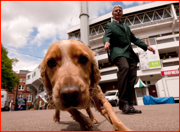 Search dog Ted goes to work at the Grace Gates on the eve of the first Test v WI, 2012