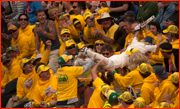 Crowd surfing, Cardiff.